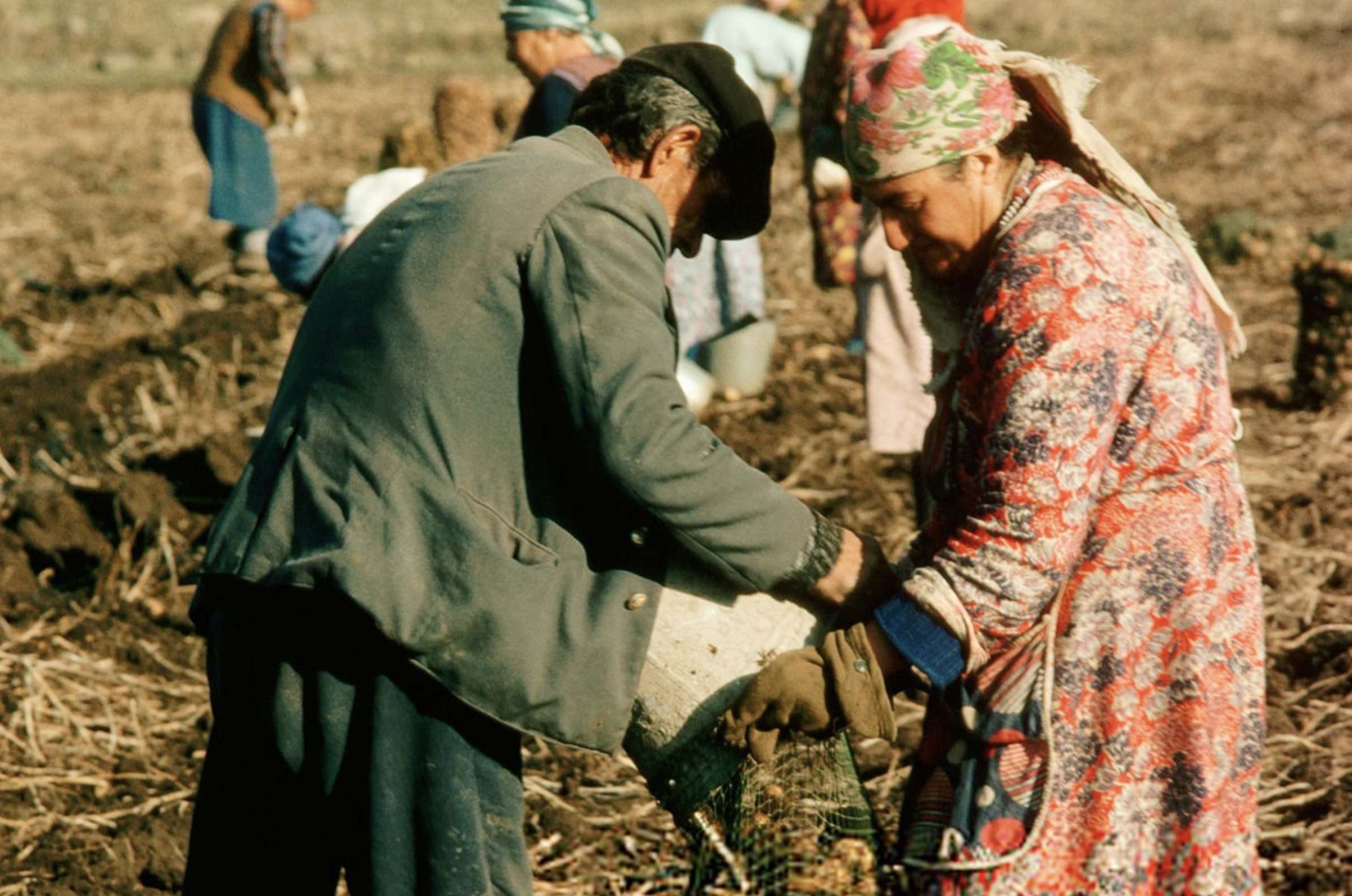 українські фермери збирають урожай
