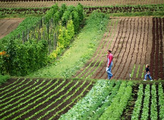 Мовчання та пристосування: відповідь українських селян на захоплення землі та експансію агробізнесу