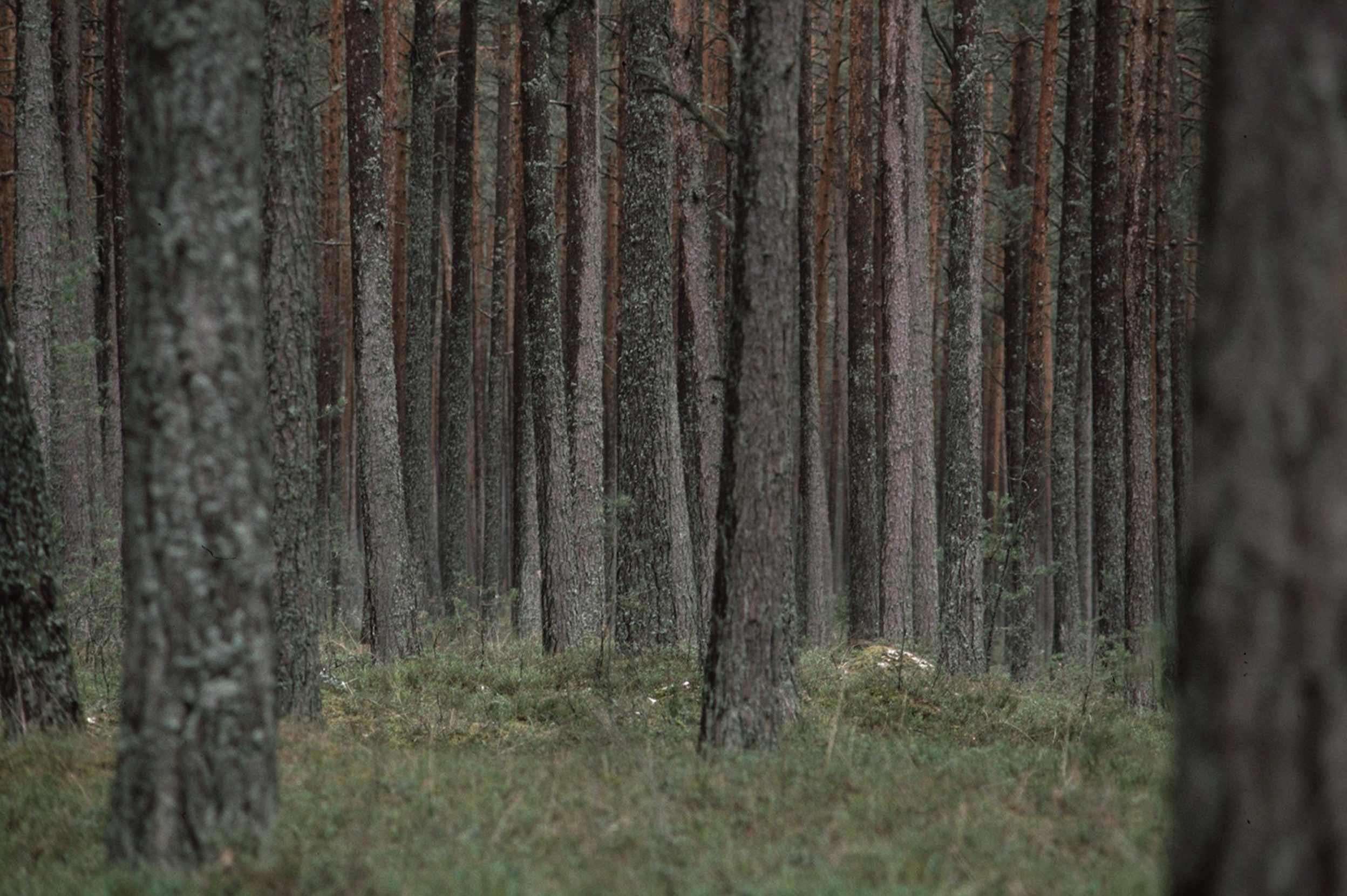ліс Естонія